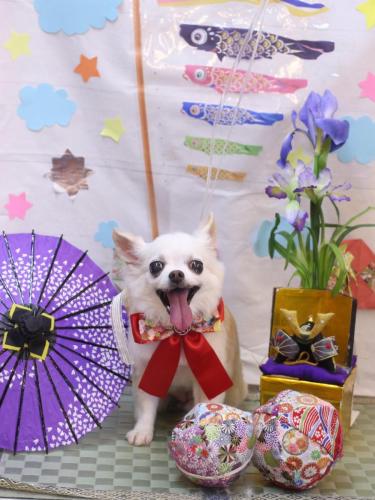 20240530はなちゃん